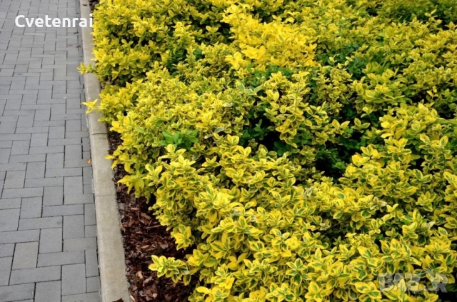 Euonymus fortunei ‘Emerald Gold’, снимка 2 - Градински цветя и растения - 53686449