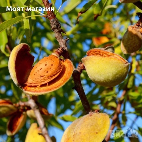 Бадем, снимка 5 - Градински цветя и растения - 53619024