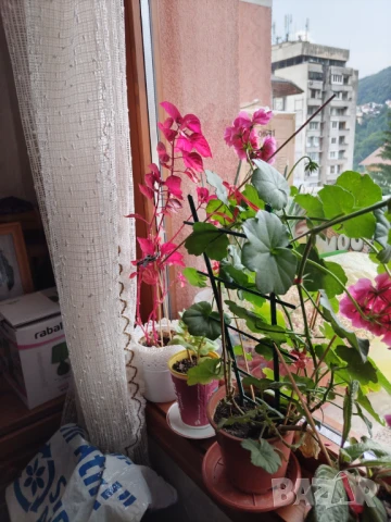 Продавам резници от каскадна дафка/сакъзче, снимка 2 - Стайни растения - 50921194