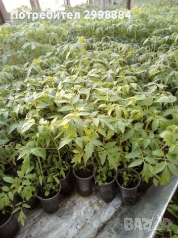 Разсади домати,пипер,краставици,тиквички,марули,патладжан,дини,пъпеши и др, снимка 5 - Разсади - 44265605