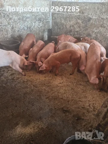 Продавам малки прасенца 