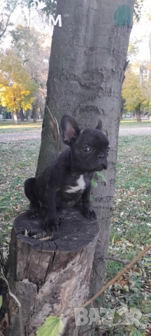 Френски булдочета 111 дни, снимка 6 - Други - 51492688