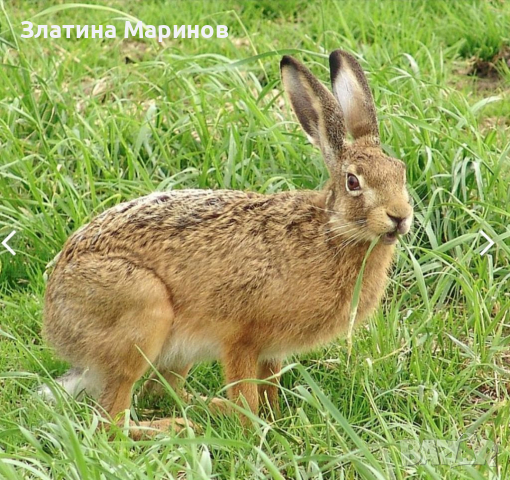 Купувам Див заек, снимка 1