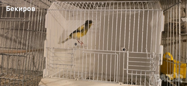 продавам канари , снимка 18 - Канари - 48365197