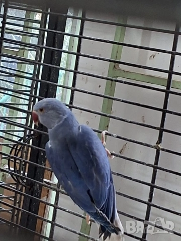 Продавам малки Александри, снимка 3 - Папагали - 53274482