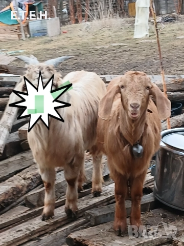 пръч на 2,5 годин , снимка 2 - Кози - 50704468