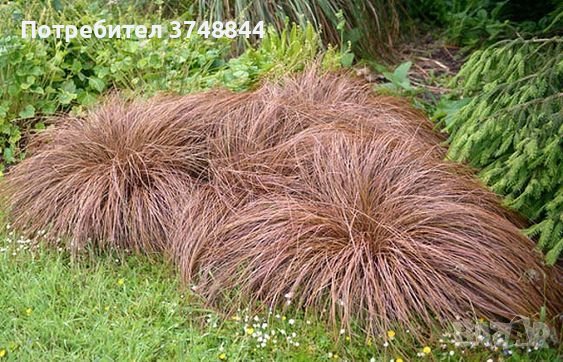 Карекс - Декоративна трева, снимка 17 - Градински цветя и растения - 40887333