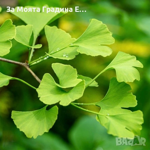 Гинко билоба , снимка 6 - Градински цветя и растения - 53620324