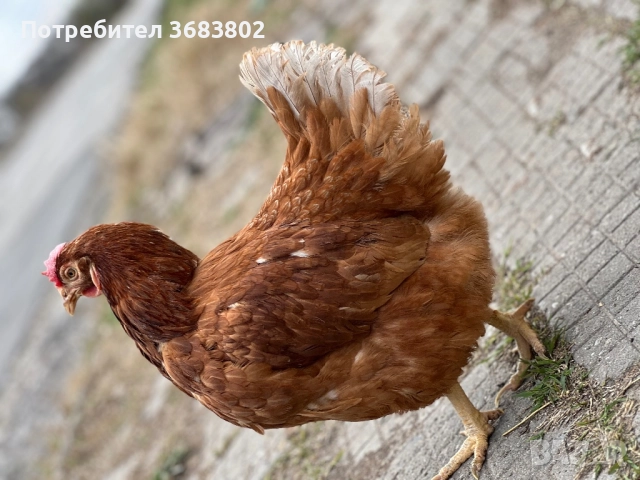 Кокошки носачки  , снимка 2 - Кокошки и пуйки - 52671450