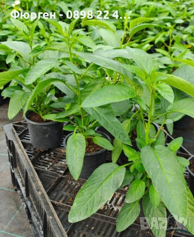  Пепино - Пъпешово дърво СЕЗОННА РАЗПРОДАЖБА !!!, снимка 8 - Разсади - 50425707