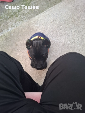 Кане Корсо, снимка 6 - Кане корсо - 52416691