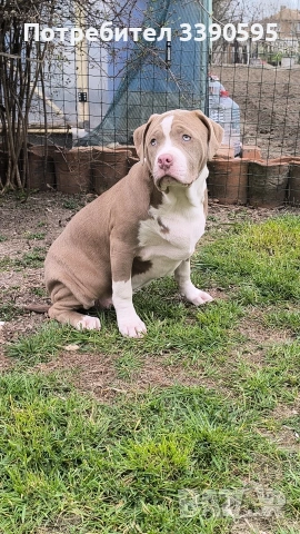 Американско Були Хл Момиче , снимка 4 - Питбул - 53818927