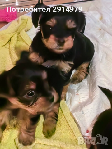 Сладки йоркита очакват своите любящи стопани