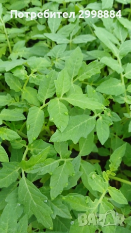 Разсад, снимка 12 - Разсади - 52471727