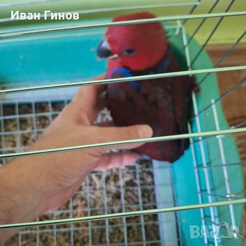 Папагали Еклектос , снимка 8 - Папагали - 51198945