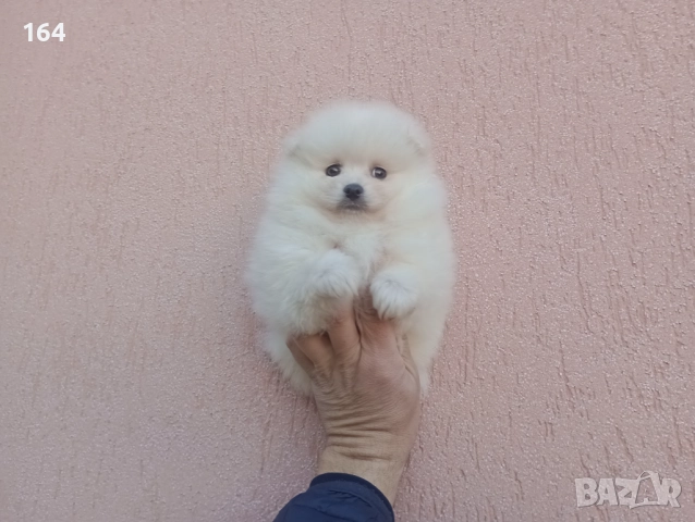 Померан. Реални снимки от 26.12.25 год. , снимка 6 - Померан - 52850850