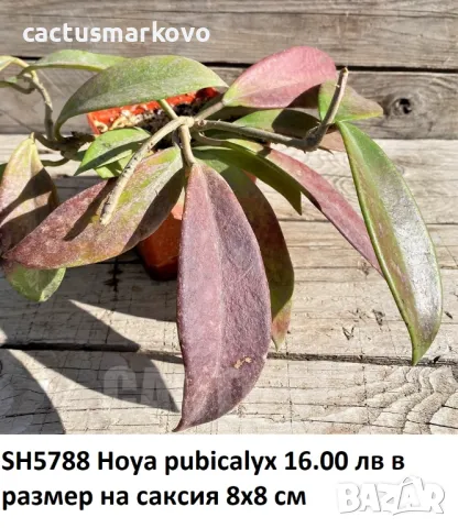 Hoya pubicalyx, снимка 2 - Стайни растения - 50078498