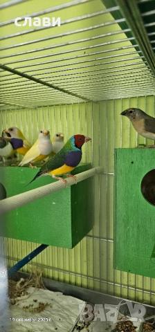 гулдови амадини , снимка 1