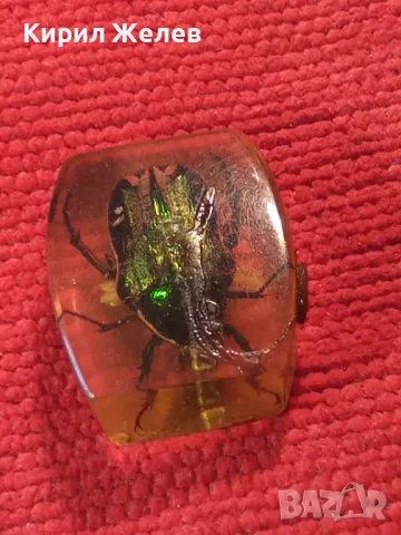 ИСТИНСКИ МАЙСКИ БРЪМБАР ПРЕПАРИРАН в БЛОКЧЕ СМОЛА - За КОЛЕКЦИЯ 34556, снимка 9 - Колекции - 39075637