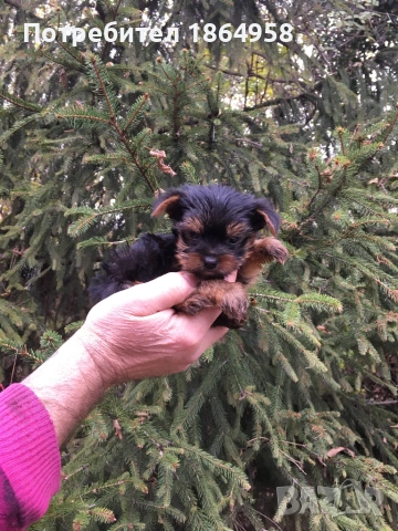 СУПЕР МИНИ ЙОРКИ Доставка