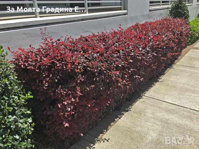 Лоропеталум , снимка 8 - Градински цветя и растения - 53636175