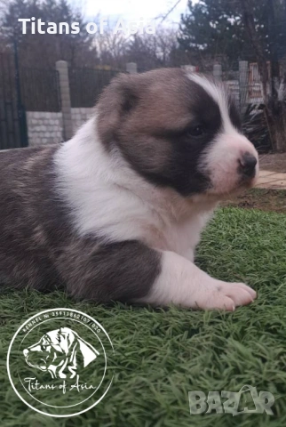 Кученца САО , АЛАБАЙ , Туркменски Вълкодав, снимка 11 - Алабай - 53120501