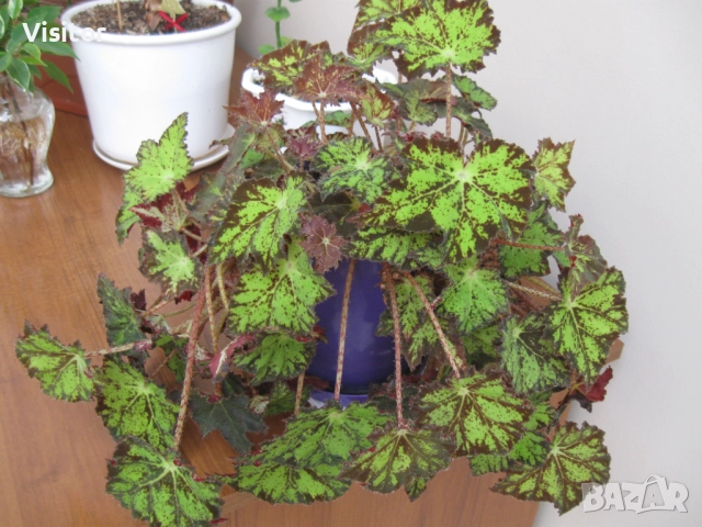  Canon PowerShot A590 IS, снимка 16 - Фотоапарати - 52867072