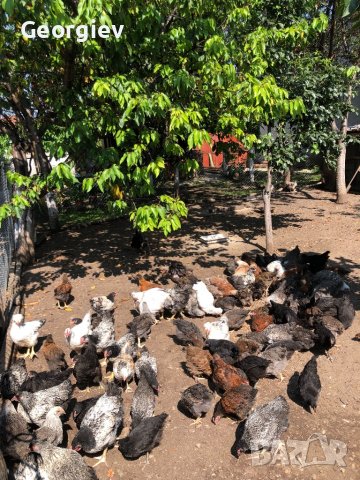 Катунски пилета и кокошки , снимка 10 - Кокошки и пуйки - 41230194