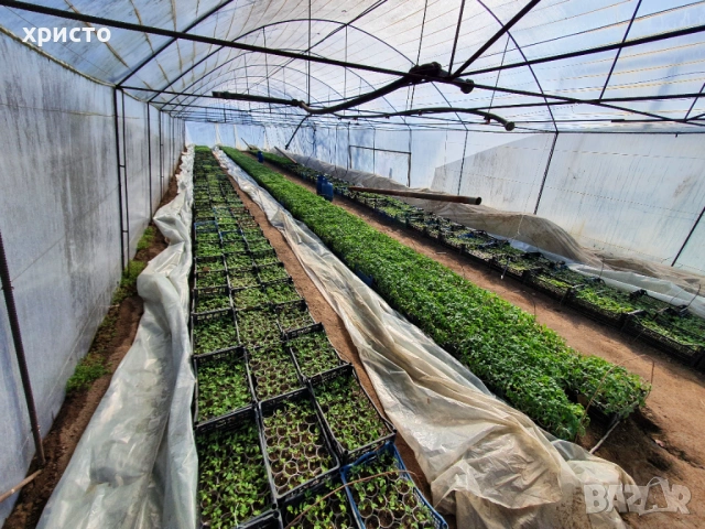 Разсад - домати, краставици, пипер, патладжани, пъпеши, дини и др., снимка 3 - Разсади - 53760110