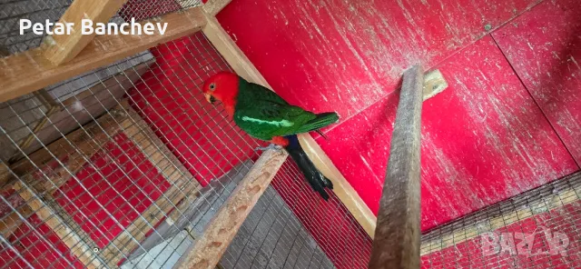 кралски папагал