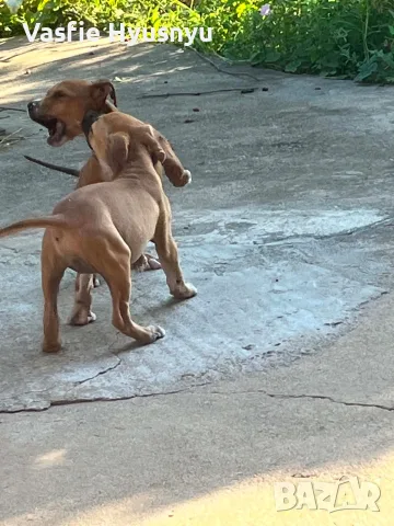 pitbuli svobodni , снимка 3 - Питбул - 55778016