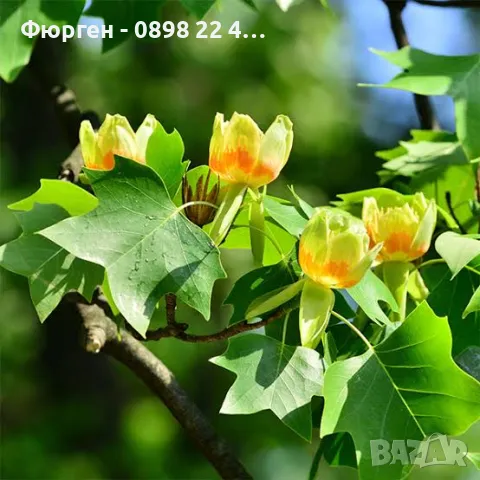 Лирово дърво (Liriodendron), снимка 3 - Разсади - 49395145