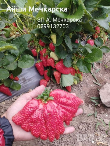 Предлагам разсад ягоди сорт Алба на едро , снимка 3 - Разсади - 53478025