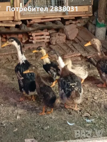 Патета юрдечки.., снимка 3 - Патици и гъски - 56339441