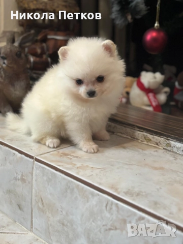 Померан мини, снимка 4 - Померан - 52619306