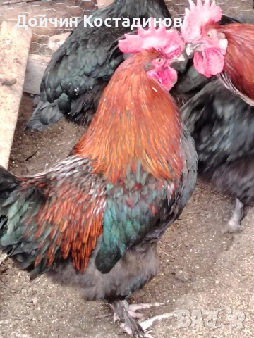 разплодни яйца Маран., снимка 4 - Кокошки и пуйки - 53580488