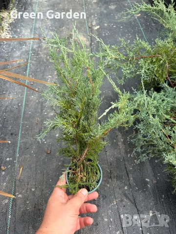 СРЕБРИСТА ХВОЙНА – Juniperus , снимка 2 - Градински цветя и растения - 56106977