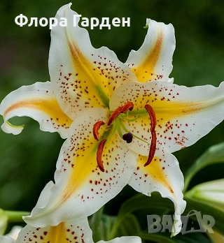 ЛИЛИУМ - Луковици/ПРЕДВАРИТЕЛНИ ПОРЪЧКИ, снимка 3 - Сортови семена и луковици - 40209682