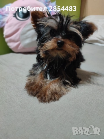 Йоркширски териер , снимка 2 - Йоркширски териер - 53183697