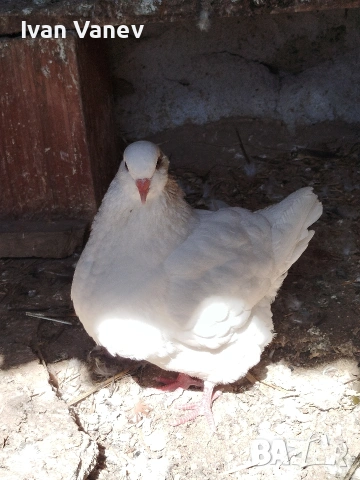 кинг, снимка 5 - Гълъби - 53845681