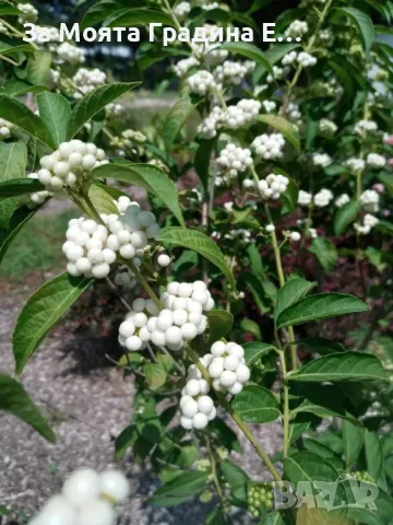 Каликарпа, снимка 3 - Градински цветя и растения - 49494405