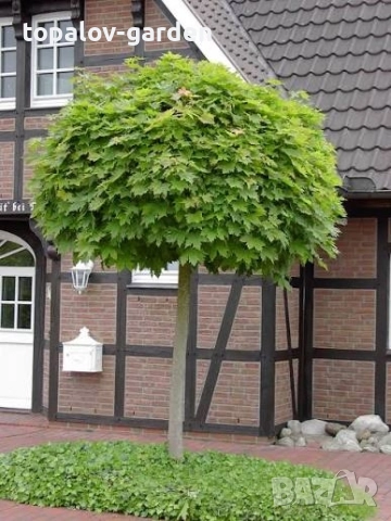 Acer platanoides Globosum Кълбовиден Шестил Явор (присадка) 