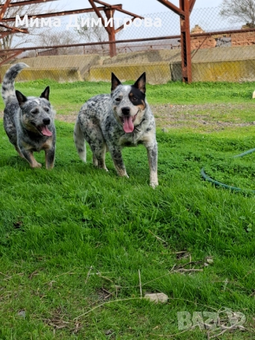 Продавам Кеталдог, снимка 4 - Други - 52574446