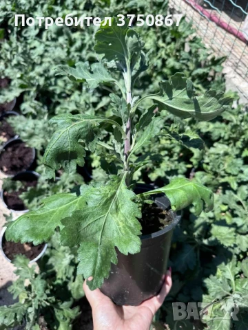 💞😍♥️ Уникални български хризантеми – селекция, създадена с грижа! 💞♥️💞, снимка 6 - Градински цветя и растения - 50782033