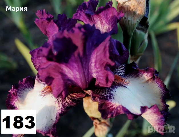 Сортови вискоки ириси /брадати ириси, снимка 4 - Градински цветя и растения - 51459166