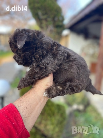 Йоркширски териер -шоколадово!!, снимка 5 - Йоркширски териер - 52705136