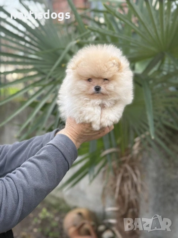 Уникално сладки Померани с Родословие, снимка 3 - Померан - 38687917