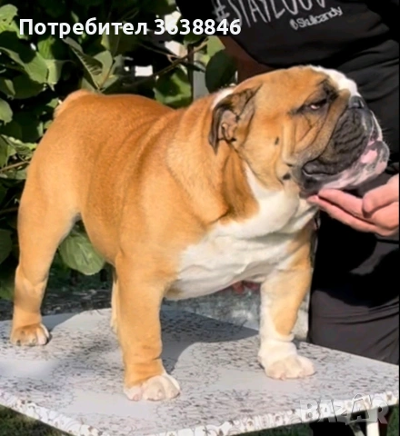 Английски булдог