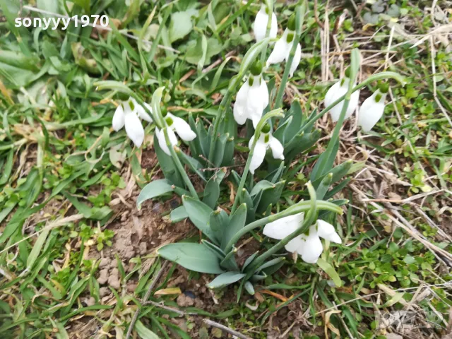 ГРЪМ ЛУКОВИЦИ С КОКИЧЕТА 1002250748