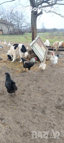 Млади петли за разплод или за клане породисти, снимка 4 - Кокошки и пуйки - 53306345